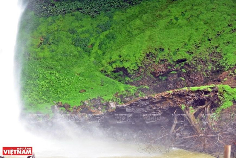 Los musgos crecen a la orilla de la cascada. (Fotografía: VNA) Los musgos crecen a la orilla de la cascada. (Fotografía: VNA)