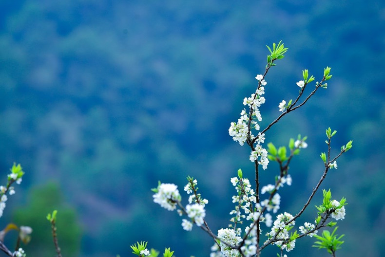 El color blanco puro de las flores del ciruelo se destaca sobre el fondo verde de las montañas. (Fotografía: VNA) El color blanco puro de las flores del ciruelo se destaca sobre el fondo verde de las montañas. (Fotografía: VNA)