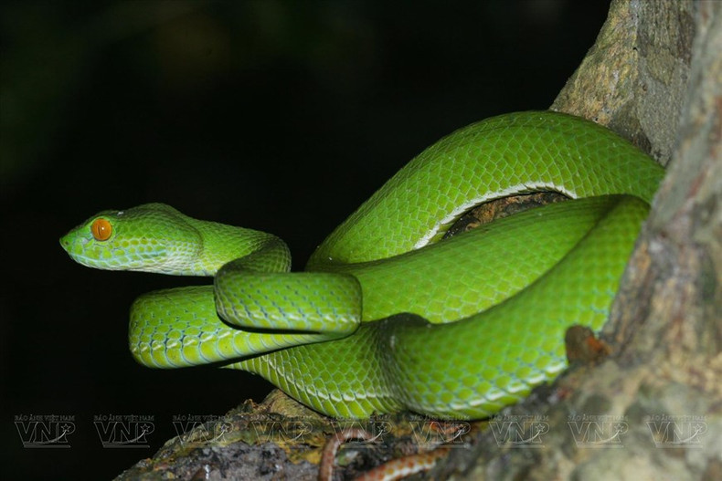 Víbora de bambú en la reserva natural Binh Chau - Phuoc Buu. (Fuente:VNA)