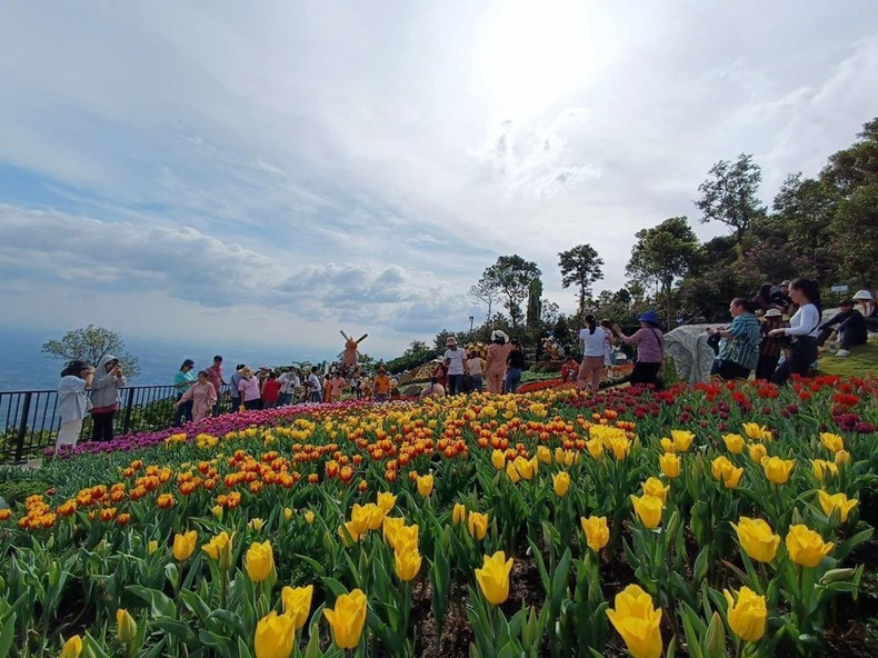 Más de 100 mil tulipanes se exhiben en la cima de la montaña Ba Den en ocasión del Tet 2023. (Fotografía: VNA)