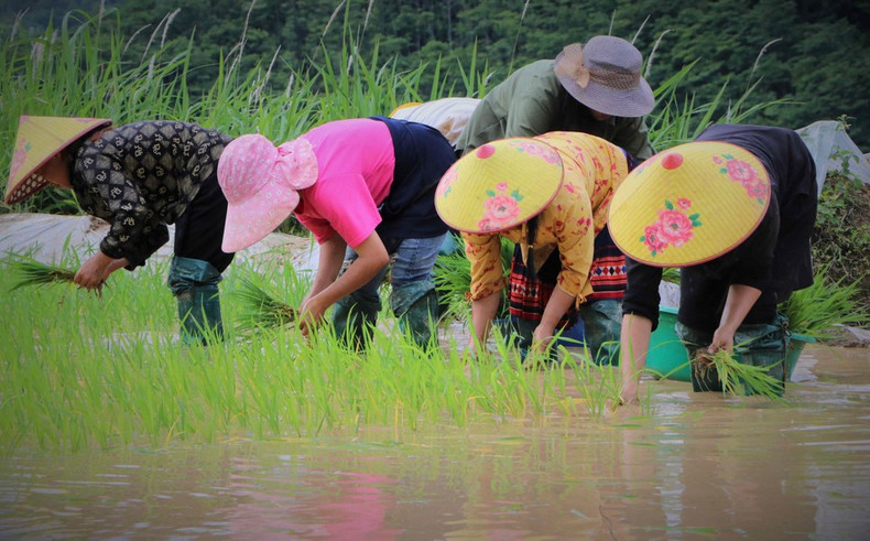 La gente de Mong se centra en el cultivo de arroz, con vistas a cosecharla con tiempo. (Foto: VNA) La gente de Mong se centra en el cultivo de arroz, con vistas a cosecharla con tiempo. (Foto: VNA)