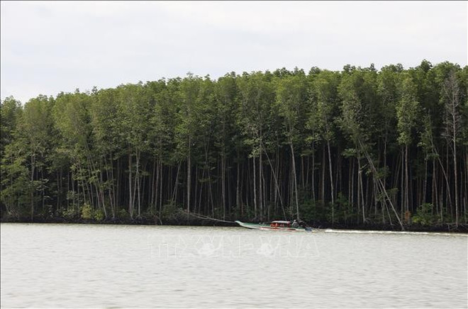 El bosque de manglares de Can Gio contribuye al aire acondicionado y a la protección del entorno vital de las personas en Ciudad Ho Chi Minh y las áreas vecinas. (Foto: VNA) El bosque de manglares de Can Gio contribuye al aire acondicionado y a la protección del entorno vital de las personas en Ciudad Ho Chi Minh y las áreas vecinas. (Foto: VNA)
