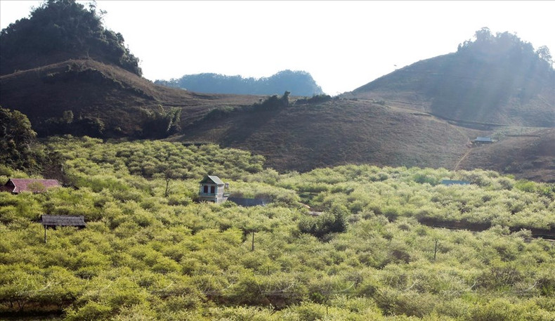 Valle de flores blancas de ciruelos en Moc Chau. (Foto: VNA)