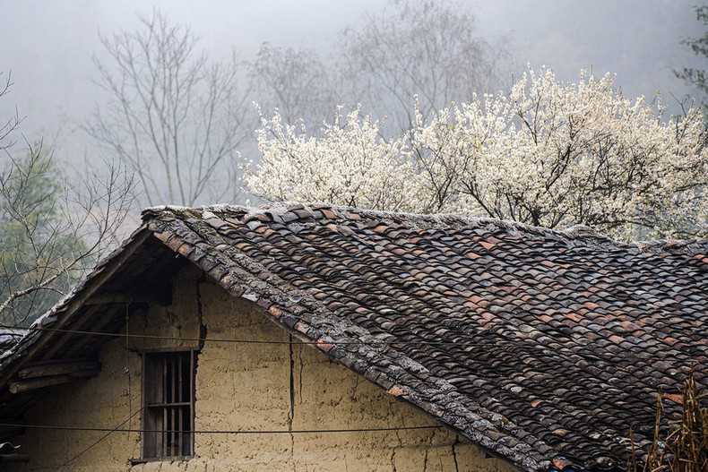 Las flores de pera florecen al frente de una casa “trinh tuong” en la comuna de Pho Bang, distrito de Dong Van, provincia de Ha Giang. (Foto: VNA) Las flores de pera florecen al frente de una casa “trinh tuong” en la comuna de Pho Bang, distrito de Dong Van, provincia de Ha Giang. (Foto: VNA)