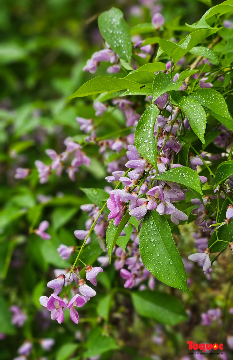 Con buen tiempo, las flores “than mat” perduran de siete a 15 días.