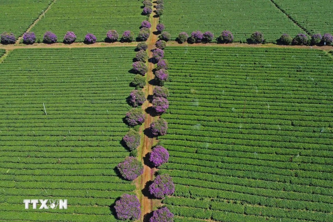 Se plantan flores "mua" a lo largo de los senderos entre las colinas de té. (Foto:VNA) Se plantan flores "mua" a lo largo de los senderos entre las colinas de té. (Foto:VNA)