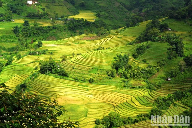 Vista panorámica de los arrozales en terrazas. Vista panorámica de los arrozales en terrazas.