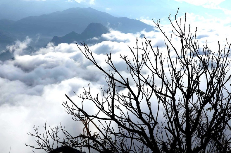 Las ramas de los árboles expresan su vida vigorosa en la cima de la montaña a una altitud de más de mil metros sobre el nivel del mar. (Foto: VNA)