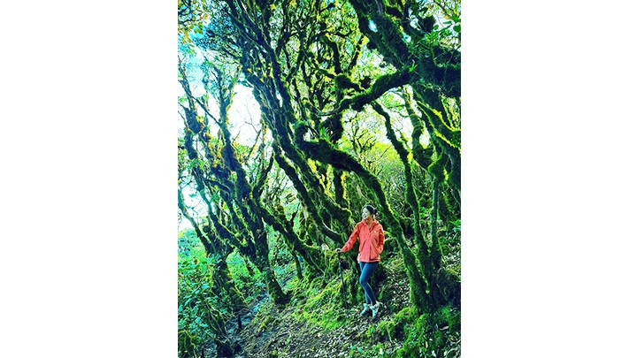 El bosque de musgo, un rincón favorito de los visitantes.