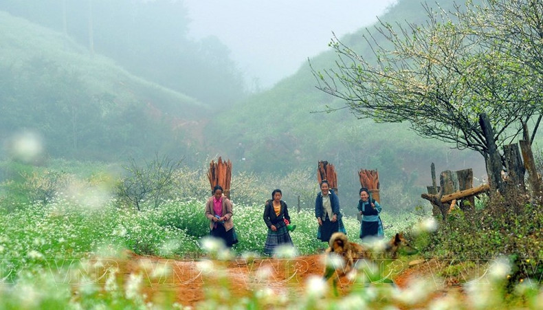 Con paisajes naturales hermosos, Moc Chau se ha convertido en un destino favorito de turistas. (Foto: VNA)
