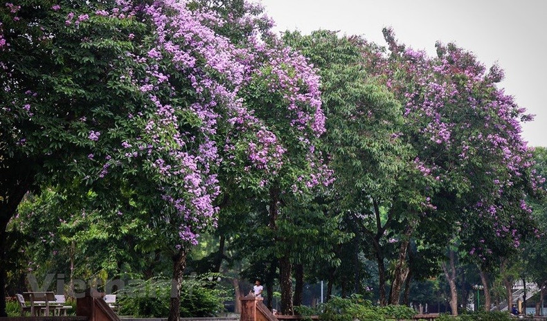 Árboles de Bang lang también se plantan en los parques para brindar espacios frescos a los caminantes. (Foto: Vietnamplus)