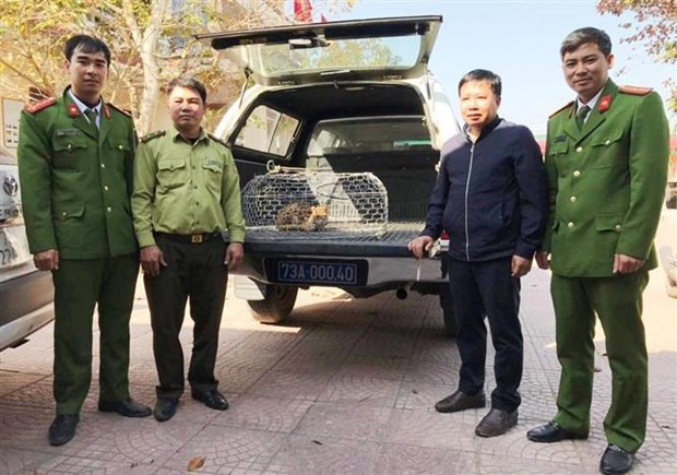 La policía de la comuna de Quang Chau recibe un raro gato salvaje que figura en el Libro Rojo de Vietnam. (Fotografía: VNA)