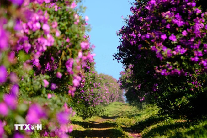 Las flores moradas "mua" muestran su belleza junto a una colina de té en la comuna de Dam Bri, ciudad de Bao Loc, provincia de Lam Dong. (Foto: VNA) Las flores moradas "mua" muestran su belleza junto a una colina de té en la comuna de Dam Bri, ciudad de Bao Loc, provincia de Lam Dong. (Foto: VNA)