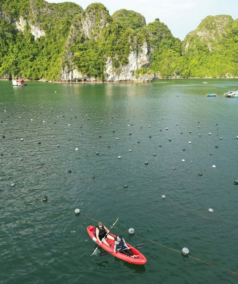 El kayak lleva a los viajeros a la Granja de Perlas de Tung Sau, uno de los mejores sitios para practicar este deporte en la bahía de Ha Long, gracias a las islas rocosas que lo rodean para formar un refugio natural contra vientos y olas. El kayak lleva a los viajeros a la Granja de Perlas de Tung Sau, uno de los mejores sitios para practicar este deporte en la bahía de Ha Long, gracias a las islas rocosas que lo rodean para formar un refugio natural contra vientos y olas.