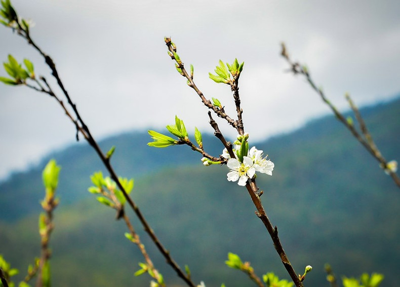 El color blanco puro de las flores del ciruelo se destaca sobre el fondo verde de las montañas. (Fotografía: VNA) El color blanco puro de las flores del ciruelo se destaca sobre el fondo verde de las montañas. (Fotografía: VNA)