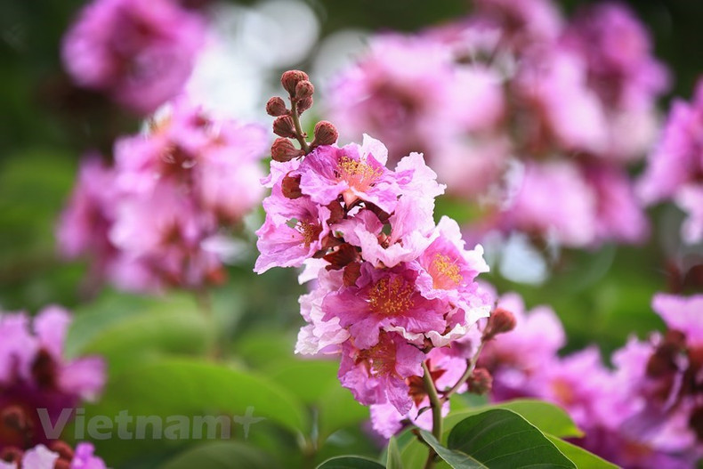 Flores de Bang lang exhiben diversos tonos del color purpura. (Foto: Vietnamplus)