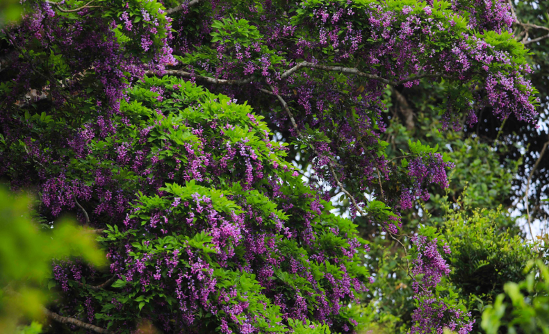 La “than mat” pertenece a la familia Fabaceae.