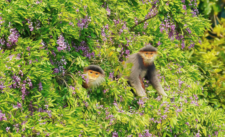 A primera hora de la mañana o al atardecer, estos langures acuden en tropel a alimentarse en el árbol &quot;than mat&quot;.