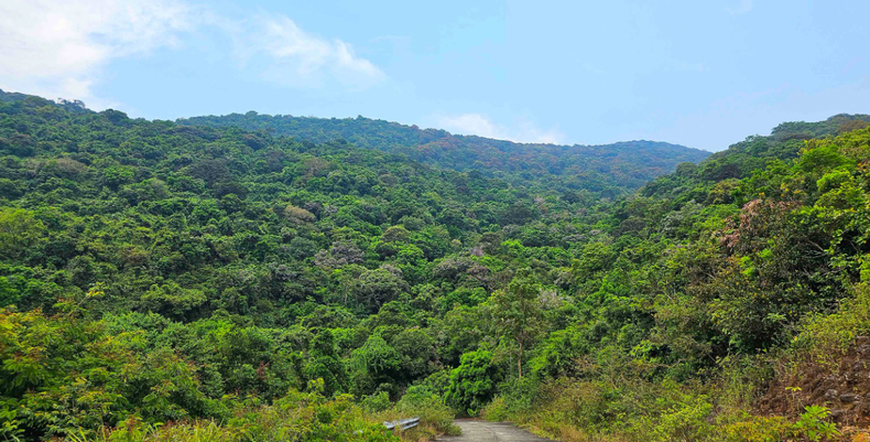 Se aconseja a los visitantes de Da Nang que acudan estos días a contemplar la alfombra de flores violetas de Son Tra, algo que nunca olvidarán.