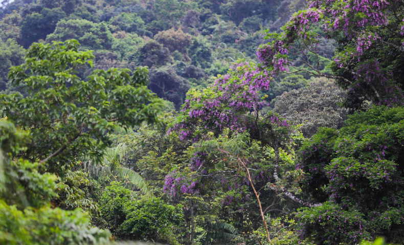 Especialmente, los florecientes árboles “than mat” tiñen de violeta toda la península, lo que impresiona a los visitantes.