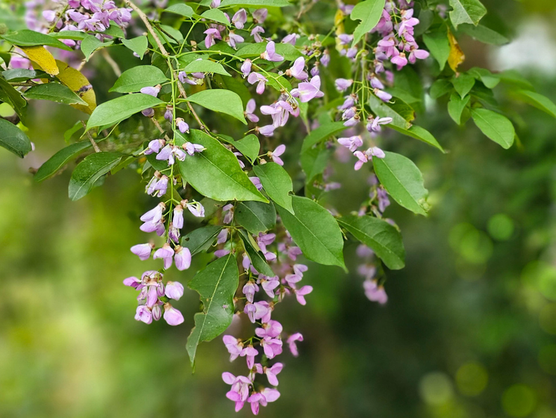 Esta foto es el resultado de la inmersión de un fotógrafo extranjero en la belleza de las flores &quot;than mat&quot;.
