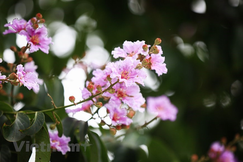 Esas flores no tienen fragancia, por lo tanto, aprovechan su belleza para contribuir a colorear la vida. (Foto: Vietnamplus)