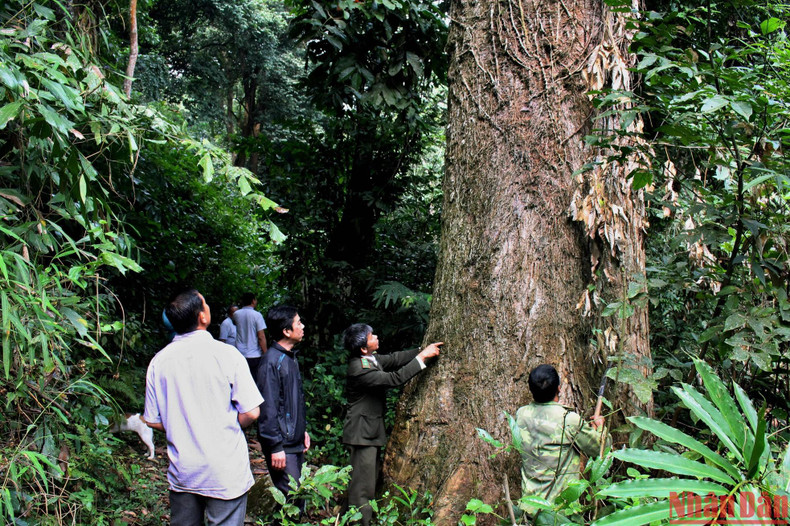 Un árbol Cho chi (Parashorea chinensis), de 300 años de antigüedad Un árbol Cho chi (Parashorea chinensis), de 300 años de antigüedad