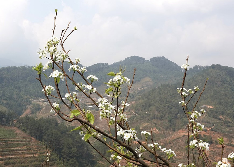 La flor de peral es una de las típicas de la comuna de Pung Luong, distrito de Mu Cang Chai. (Foto: VNA)