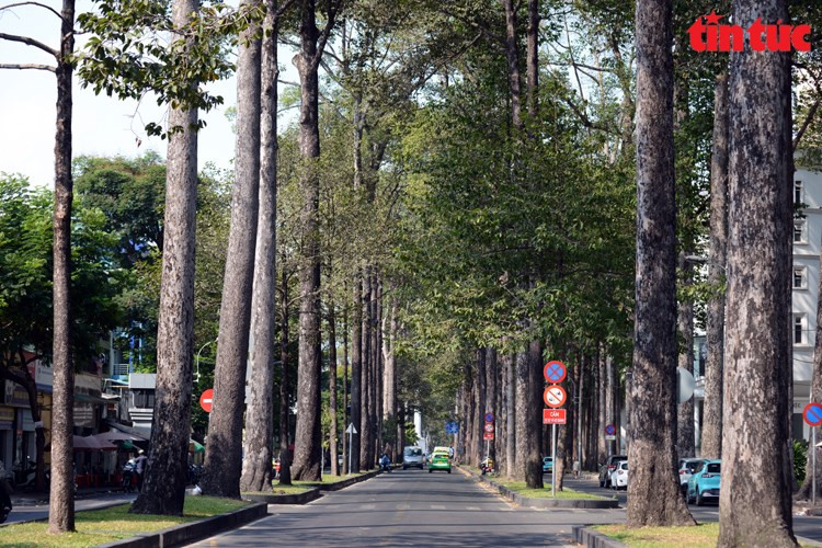 La calle Truong Dinh (Distrito 1) está bordeada de árboles centenarios, lo que crea sombra para ayudar a los caminantes a sentirse más cómodos. (Fuente: VNA) La calle Truong Dinh (Distrito 1) está bordeada de árboles centenarios, lo que crea sombra para ayudar a los caminantes a sentirse más cómodos. (Fuente: VNA)
