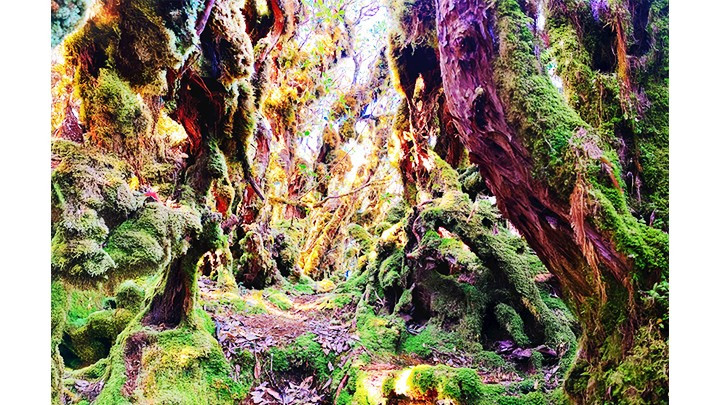 Un bosque propio de un cuento de hadas.