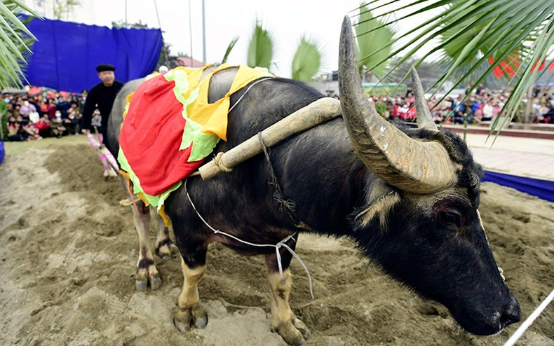 El ritual de ir al campo de labranza. El ritual de ir al campo de labranza.