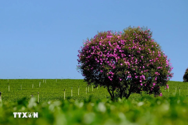 Las flores moradas "mua" abren sus pétalos durante todo un mes, etapa ideal para que los turistas las visiten los fines de semana. (Foto: VNA) Las flores moradas "mua" abren sus pétalos durante todo un mes, etapa ideal para que los turistas las visiten los fines de semana. (Foto: VNA)