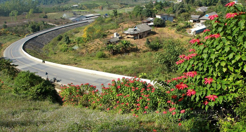 Al llegar a Moc Chau, los visitantes pueden admirar las coloridas calles de flores. (Foto: VNA)