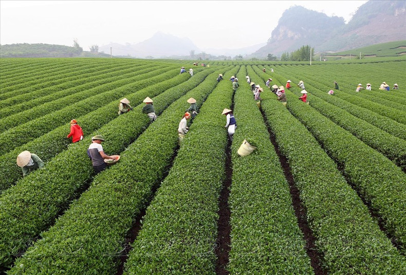 Campos de té en Moc Chau atraen a numerosos turistas. (Foto: VNA)