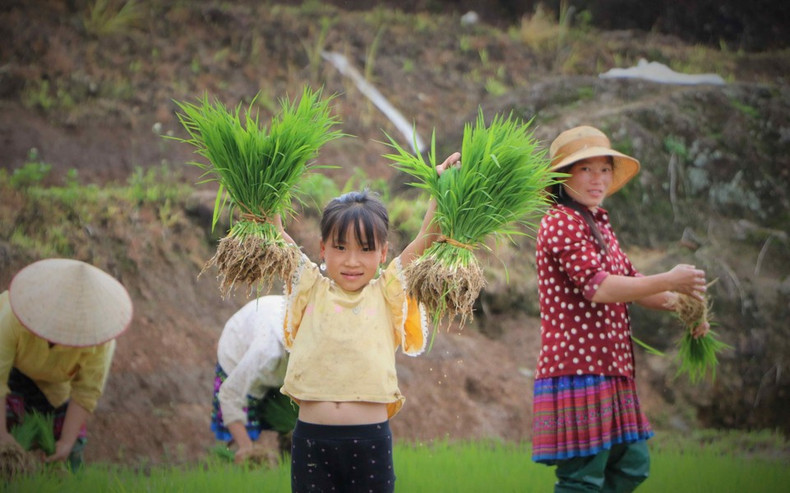 Padres llevana sus hijos a los campos en terrazas durante la temporada de siembra. (Foto: VNA) Padres llevana sus hijos a los campos en terrazas durante la temporada de siembra. (Foto: VNA)