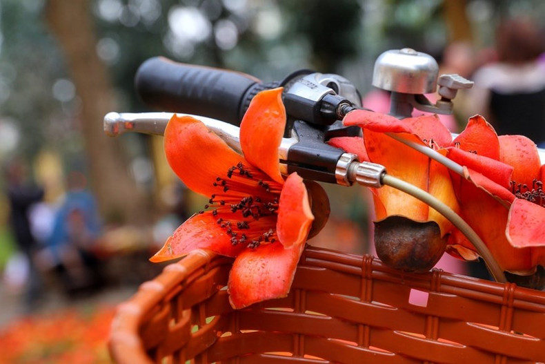 Estas flores tienen cinco pétalos. Cada pétalo es bastante grueso, y no crecen muy juntos, pese a florecer al mismo tiempo. (Foto: VNA)