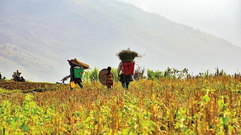 El regreso relajante a la casa al atardecer.