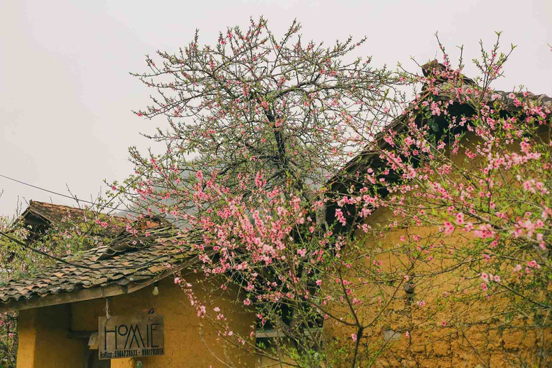 Las flores de durazno lucen su encanto junto a las casas de tejas rodeadas de muros de piedra. Las flores de durazno lucen su encanto junto a las casas de tejas rodeadas de muros de piedra.