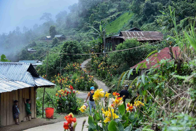 Las flores de canna indica florecen en el camino a la aldea de Giang Ly Cha. (Fotografía: baoquocte.vn) Las flores de canna indica florecen en el camino a la aldea de Giang Ly Cha. (Fotografía: baoquocte.vn)