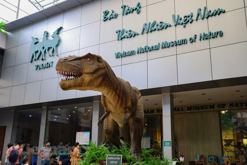 El Museo de la Naturaleza de Vietnam se ubica en la calle de Hoang Quoc Viet, del distrito de Cau Giay, Hanoi. (Fotografía: Vietnam+) El Museo de la Naturaleza de Vietnam se ubica en la calle de Hoang Quoc Viet, del distrito de Cau Giay, Hanoi. (Fotografía: Vietnam+)