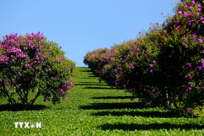 Las flores moradas plantadas a lo largo de los senderos entre las colinas de té crean un paisaje hermoso. (Foto: VNA) Las flores moradas plantadas a lo largo de los senderos entre las colinas de té crean un paisaje hermoso. (Foto: VNA)