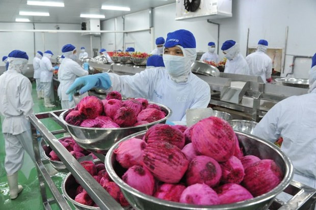 Las frutas vietnamitas tienen un gran potencial para ingresar al mercado de la UE gracias al Acuerdo EVFTA. (Foto: thanhnien.vn) Las frutas vietnamitas tienen un gran potencial para ingresar al mercado de la UE gracias al Acuerdo EVFTA. (Foto: thanhnien.vn)