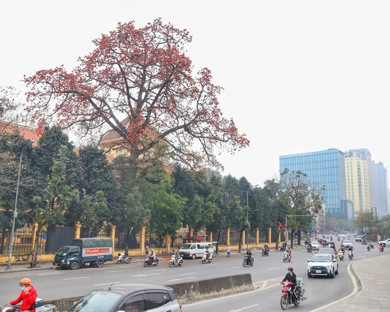 Un árbol de la ceiba común en una esquina de la calle Tran Quang Khai. (Foto: VNA)