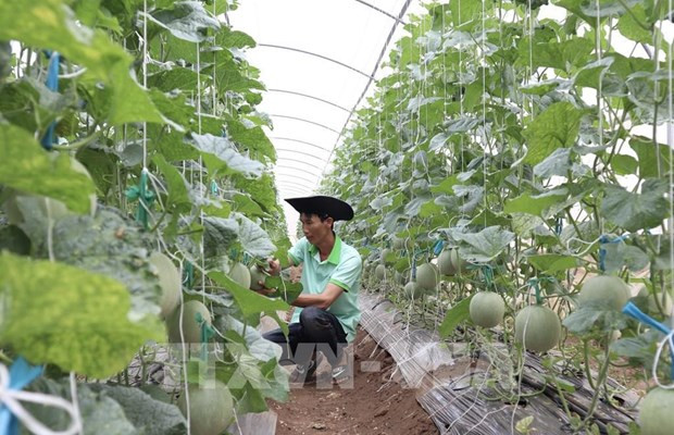 Huerto de melón orgánico utilizando vermicompost en Ninh Son, provincia de Ninh Thuan (Fuente: VNA) Huerto de melón orgánico utilizando vermicompost en Ninh Son, provincia de Ninh Thuan (Fuente: VNA)