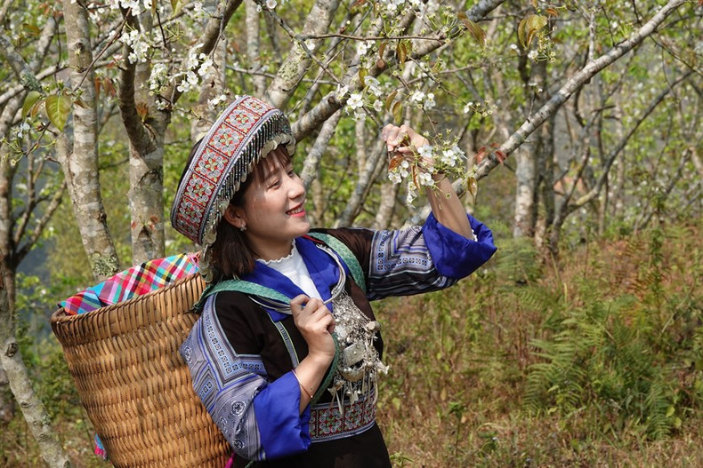 Muchos turistas visitan y toman fotografías en los jardines de peras. (Foto: VNA)