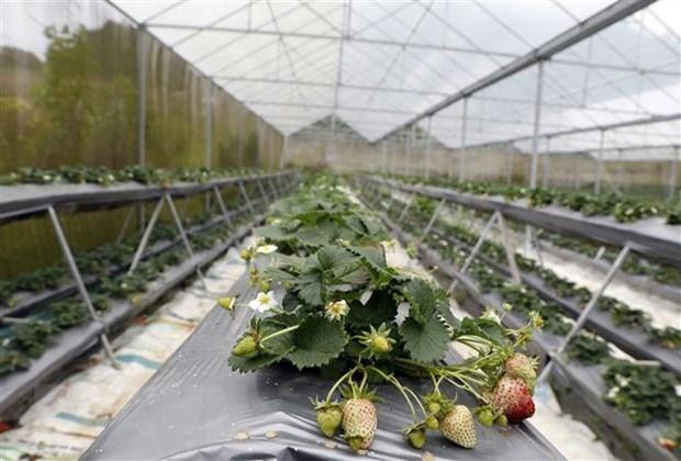 Un invernadero de fresa. (Fotografía: VNA)