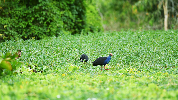 Tra Su, un lugar apacible donde se posan los pájaros.