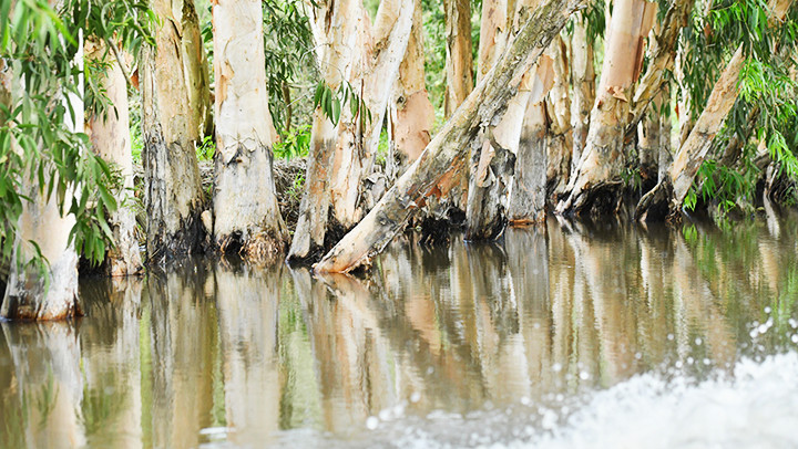 Los árboles de cajeput de color gris brillante brillan en la superficie del agua.