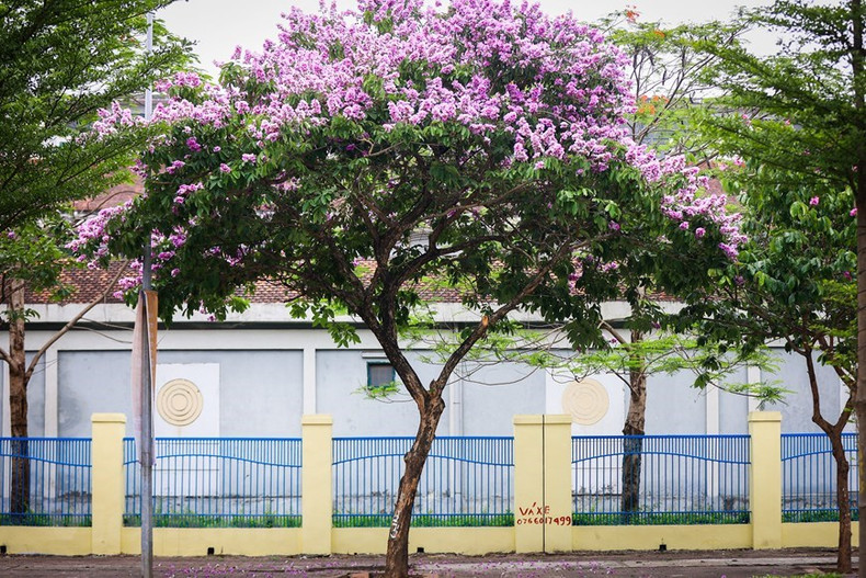 Árboles de Bang lang se plantan en numerosas calles capitalinas, especialmente Tran Thai Tong, Kim Ma, Nguyen Khanh Toan y Dao Tan. (Foto: Vietnamplus)