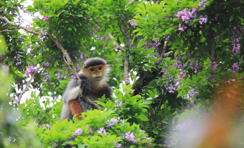 Las flores de esta especie son comida favorita de los langures jaspeados (Pygathrix nemaeus), denominados como “reina de los primates”.